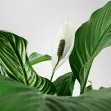 IKEA SPATHIPHYLLUM (ИКЕА СПАТХИПХЙЛЛУМ) - Горшечное растение, Мирная лилия, 24 см — фото 6