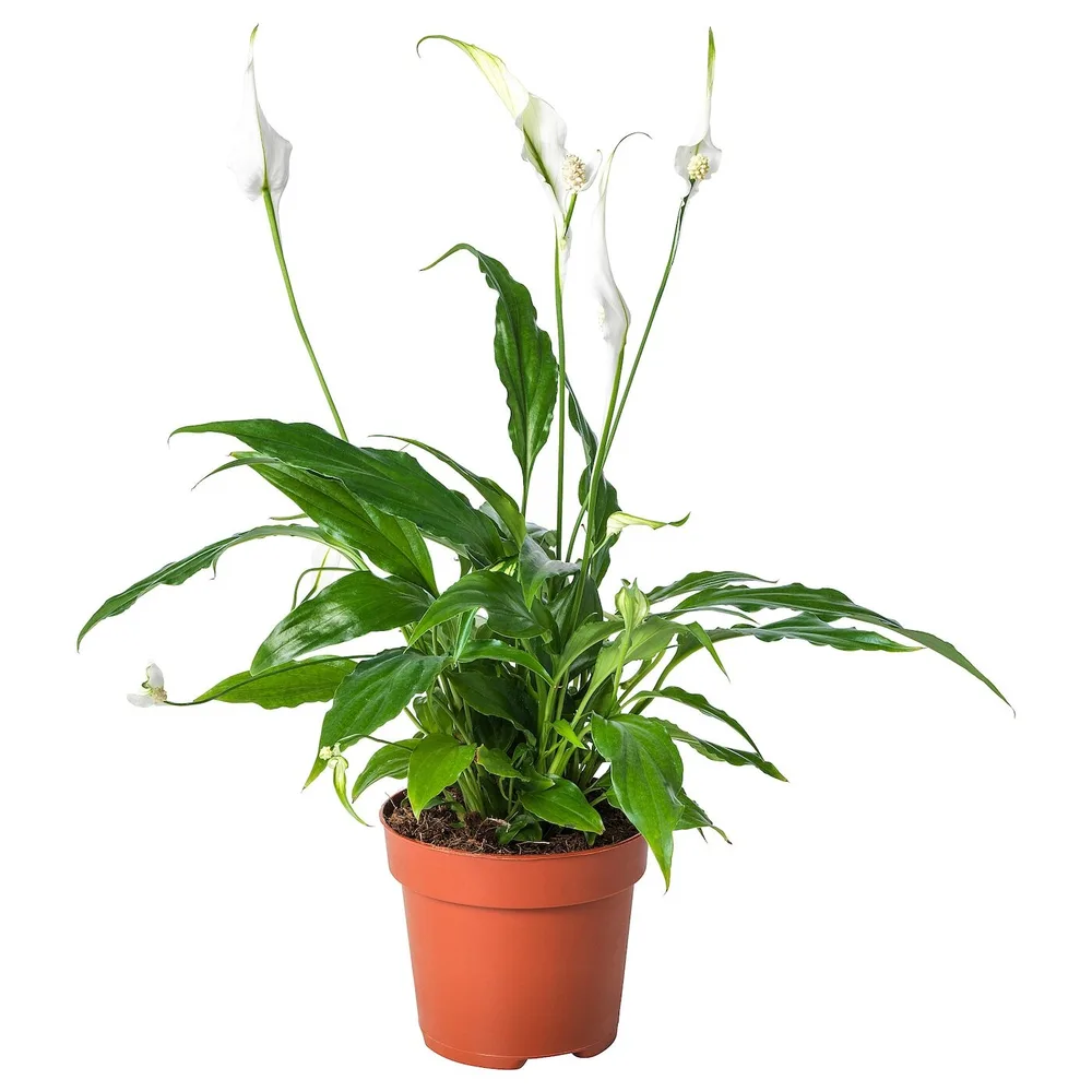 IKEA SPATHIPHYLLUM (ИКЕА СПАТХИПХЙЛЛУМ) - Горшечное растение, Мирная лилия, 12 см
