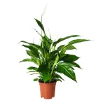 IKEA SPATHIPHYLLUM (ИКЕА СПАТХИПХЙЛЛУМ) - Горшечное растение, Мирная лилия, 17 см — фото 1