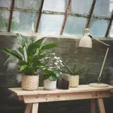IKEA SPATHIPHYLLUM (ИКЕА СПАТХИПХЙЛЛУМ) - Горшечное растение, Мирная лилия, 17 см — фото 3