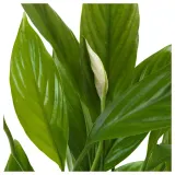 IKEA SPATHIPHYLLUM (ИКЕА СПАТХИПХЙЛЛУМ) - Горшечное растение, Мирная лилия, 17 см — фото 5
