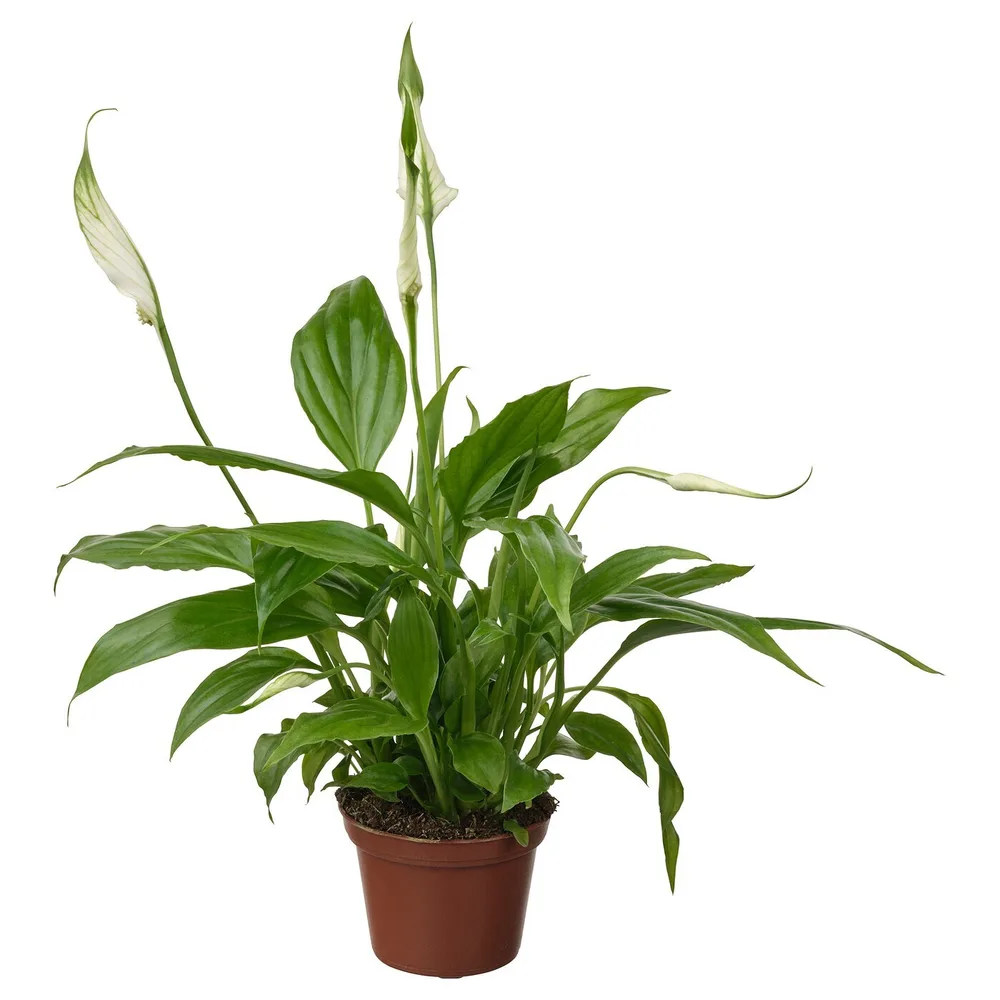 IKEA SPATHIPHYLLUM (ИКЕА СПАТХИПХЙЛЛУМ) - Горшечное растение, Мирная лилия, 6 см