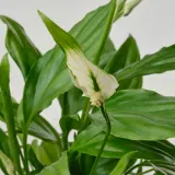 IKEA SPATHIPHYLLUM (ИКЕА СПАТХИПХЙЛЛУМ) - Горшечное растение, Мирная лилия, 6 см — фото 3