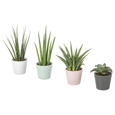 IKEA SANSEVIERIA  (ИКЕА САНСЕВИЕРИА)  -  Растение с горшком, Змеиное растение различных цветов, 6 см