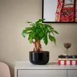 IKEA RADERMACHERA (ИКЕА РАДЕРМАСХЕРА) - Растение с горшком, китайская кукла/различные цвета, 14 см — фото 2