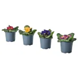 IKEA PRIMULA (ИКЕА ПРИМУЛА) - Горшечное растение, примула разных цветов, 11 см — фото 1