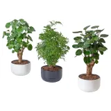 IKEA POLYSCIAS (ИКЕА ПОЛЙССИАС) - Растение с горшком, бонсай/различные цвета, 14 см — фото 1