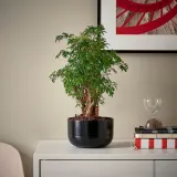 IKEA POLYSCIAS (ИКЕА ПОЛЙССИАС) - Растение с горшком, бонсай/различные цвета, 14 см — фото 2