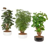 IKEA POLYSCIAS (ИКЕА ПОЛЙССИАС) - Растение с горшком, бонсай разных цветов, 22 см — фото 1