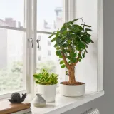 IKEA POLYSCIAS (ИКЕА ПОЛЙССИАС) - Растение с горшком, бонсай разных цветов, 22 см — фото 3