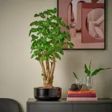 IKEA POLYSCIAS (ИКЕА ПОЛЙССИАС) - Растение с горшком, бонсай разных цветов, 22 см — фото 4