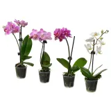 IKEA PHALAENOPSIS (ИКЕА ПХАЛАЕНОПСИС) - Горшечное растение, Орхидея разных цветов, 6 см — фото 1