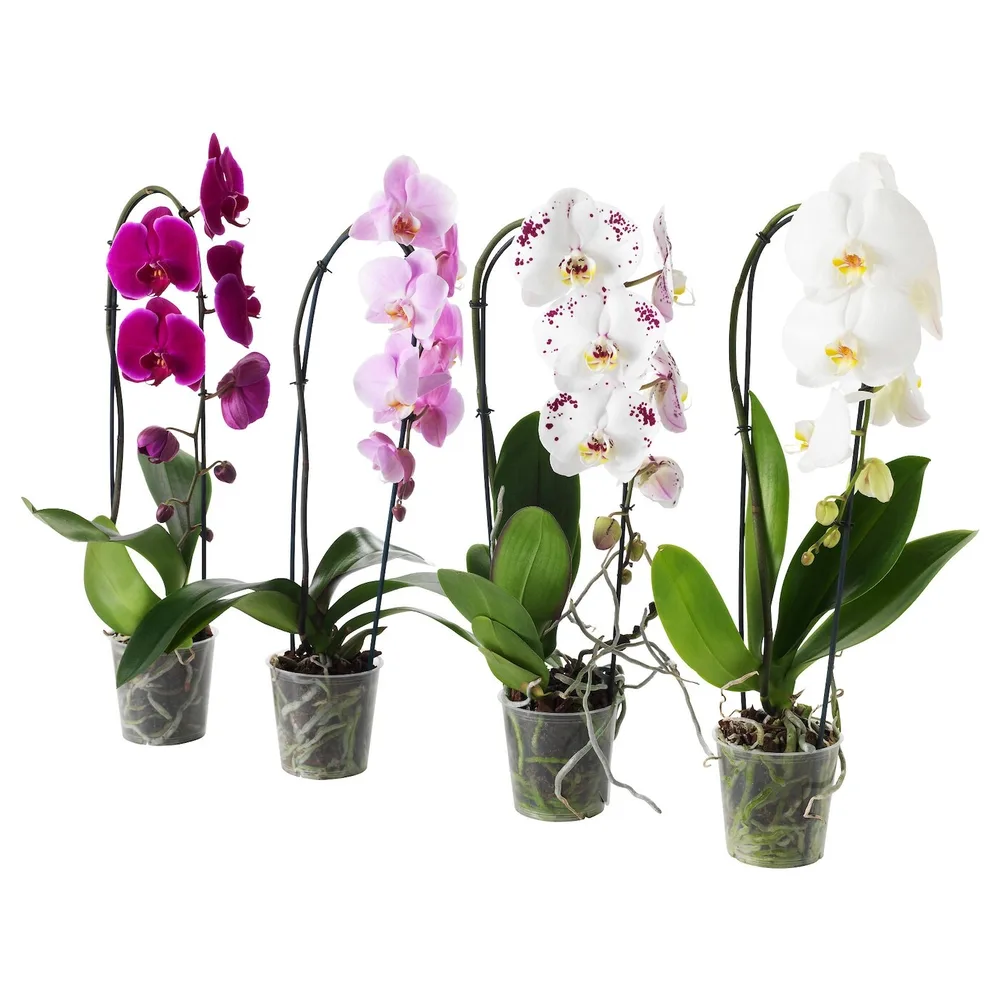 IKEA PHALAENOPSIS (ИКЕА ПХАЛАЕНОПСИС) - Горшечное растение, Орхидея/каскад 1 стебель, 12 см