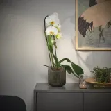 IKEA PHALAENOPSIS (ИКЕА ПХАЛАЕНОПСИС) - Горшечное растение, Орхидея/каскад 1 стебель, 12 см — фото 3