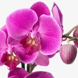 IKEA PHALAENOPSIS (ИКЕА ПХАЛАЕНОПСИС) - Горшечное растение, Орхидея/каскад 1 стебель, 12 см — фото 4