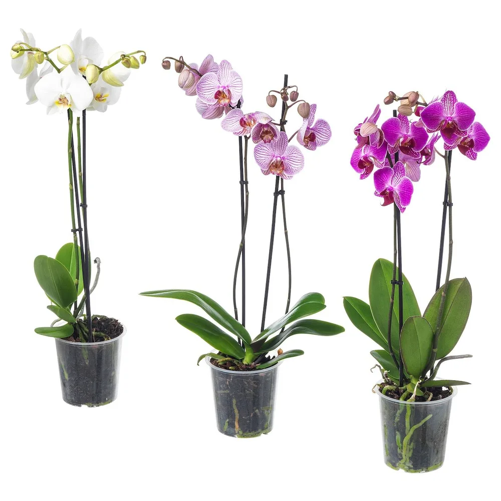 IKEA PHALAENOPSIS (ИКЕА ПХАЛАЕНОПСИС) - Горшечное растение, Орхидея/2 стебля, 12 см