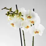 IKEA PHALAENOPSIS (ИКЕА ПХАЛАЕНОПСИС) - Горшечное растение, Орхидея/2 стебля, 12 см — фото 7