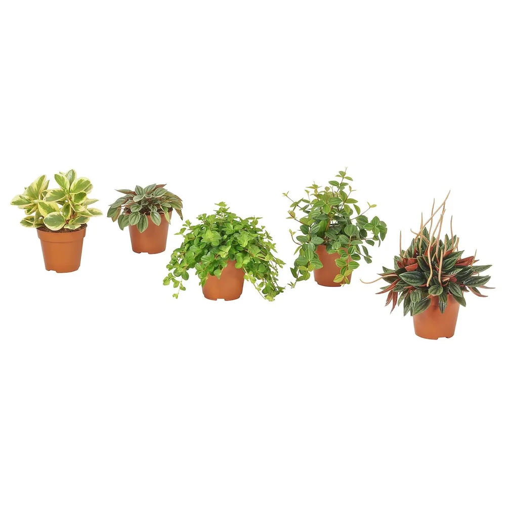 IKEA PEPEROMIA (ИКЕА ПЕПЕРОМИА) - Горшечное растение, разные, 12 см
