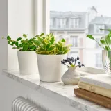 IKEA PEPEROMIA (ИКЕА ПЕПЕРОМИА) - Горшечное растение, разные, 12 см — фото 3