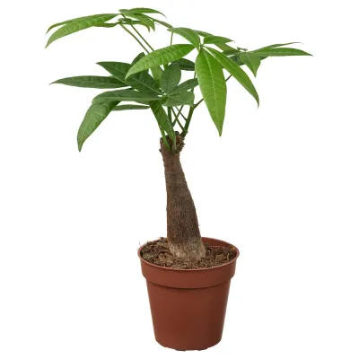 IKEA PACHIRA  (ИКЕА ПАСХИРА)  -  AQUATICA Горшечное растение, Pachira Aquatica, 9 см