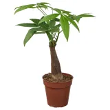 IKEA PACHIRA (ИКЕА ПАСХИРА) - AQUATICA Горшечное растение, Pachira Aquatica, 9 см — фото 1