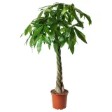 IKEA PACHIRA (ИКЕА ПАСХИРА) - AQUATICA Горшечное растение, Pachira Aquatica, 27 см — фото 1
