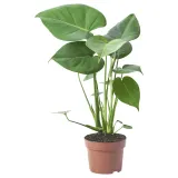 IKEA MONSTERA (ИКЕА МОНСТЕРА) - DELICIOSA Горшечное растение, монстера остролистная, 12 см — фото 1
