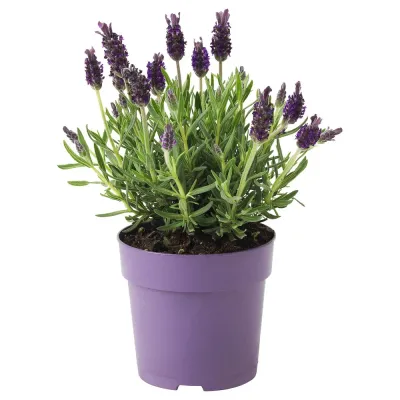 IKEA LAVANDULA  (ИКЕА ЛАВАНДУЛА)  -  Горшечное растение, лаванда, 12 см