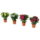 IKEA HYDRANGEA (ИКЕА ХЙДРАНГЕА) - Горшечное растение, гортензия разных цветов, 15 см — фото 1