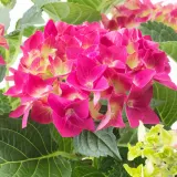 IKEA HYDRANGEA (ИКЕА ХЙДРАНГЕА) - Горшечное растение, гортензия разных цветов, 15 см — фото 4