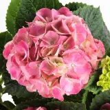 IKEA HYDRANGEA (ИКЕА ХЙДРАНГЕА) - Горшечное растение, гортензия разных цветов, 15 см — фото 5