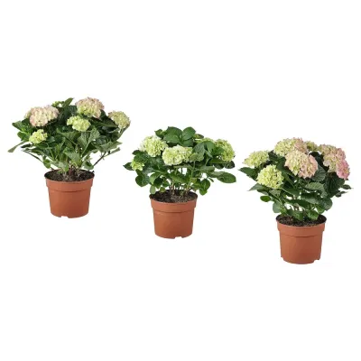 IKEA HYDRANGEA  (ИКЕА ХЙДРАНГЕА)  -  MACROPHYLLA Горшечное растение, гортензия/разнообразие цветов, 23 см