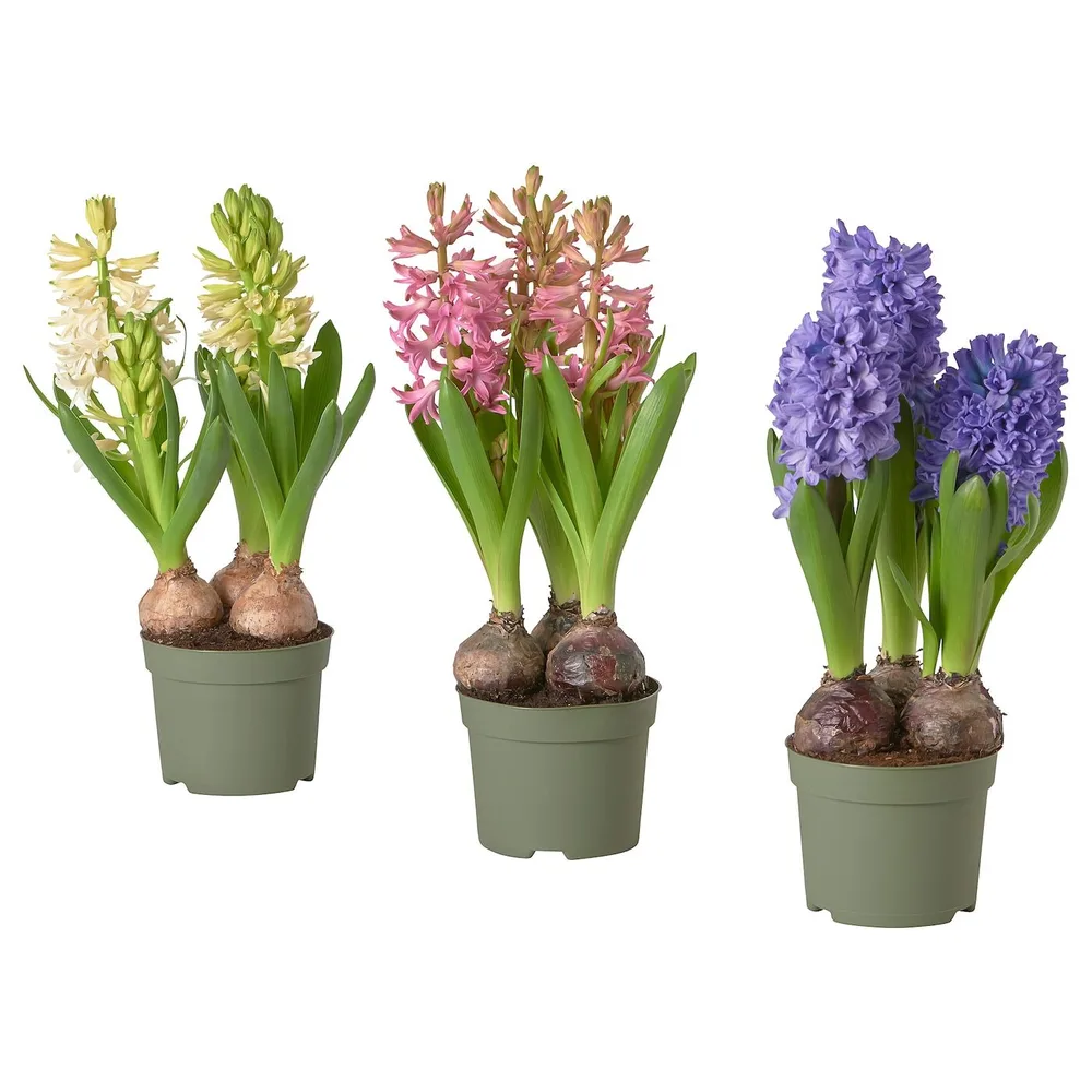 IKEA HYACINTHUS (ИКЕА ХЙАСИНТХУС) - Горшечное растение, разные цвета, 12 см