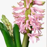 IKEA HYACINTHUS (ИКЕА ХЙАСИНТХУС) - Горшечное растение, разные цвета, 12 см — фото 4