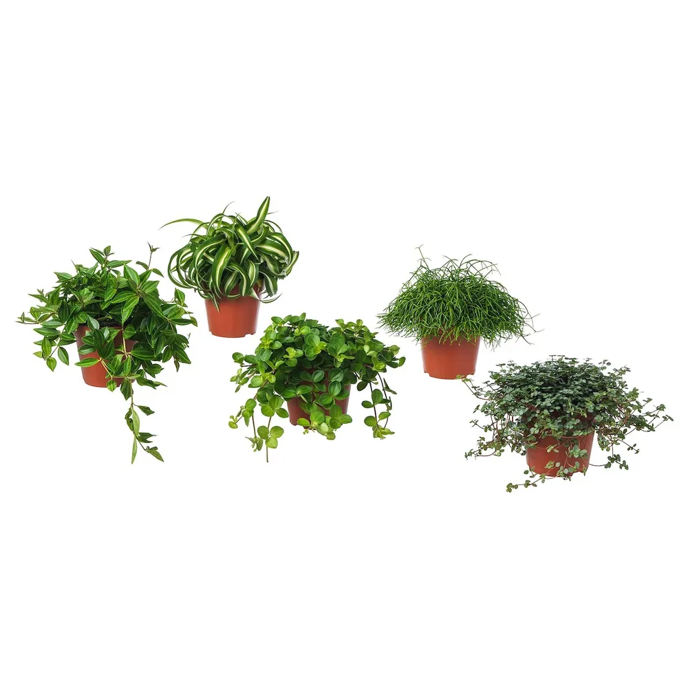 IKEA HIMALAYAMIX (ИКЕА ХИМАЛАЙАМИКС) - Горшечное растение, различные растения с листьями, 12 см