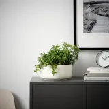 IKEA HIMALAYAMIX (ИКЕА ХИМАЛАЙАМИКС) - Горшечное растение, различные растения с листьями, 12 см — фото 2