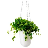 IKEA HIMALAYAMIX (ИКЕА ХИМАЛАЙАМИКС) - Горшечное растение, различные растения с листьями, 12 см — фото 3