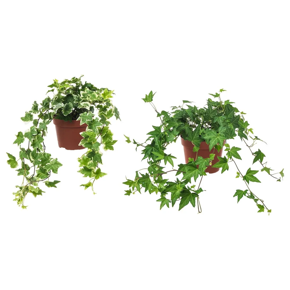HEDERA HELIX Горшечное растение, Плющ, 13 см