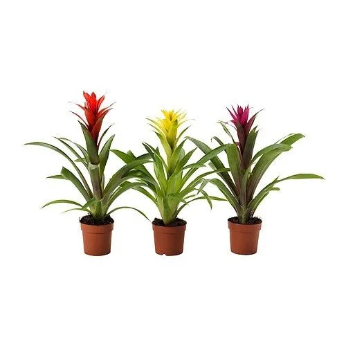 GUZMANIA Горшечное растение, алая звезда/различные цвета, 9 см