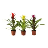 GUZMANIA Горшечное растение, алая звезда/различные цвета, 9 см — фото 1