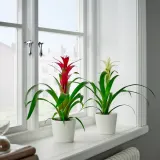 GUZMANIA Горшечное растение, алая звезда/различные цвета, 9 см — фото 2