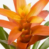 GUZMANIA Горшечное растение, алая звезда/различные цвета, 9 см — фото 3