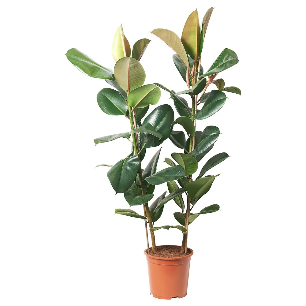 FICUS ELASTICA ROBUSTA Горшечное растение, Каучуковое дерево, 27 см