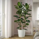 FICUS ELASTICA ROBUSTA Горшечное растение, Каучуковое дерево, 27 см — фото 2