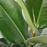 FICUS ELASTICA ROBUSTA Горшечное растение, Каучуковое дерево, 27 см — фото 3