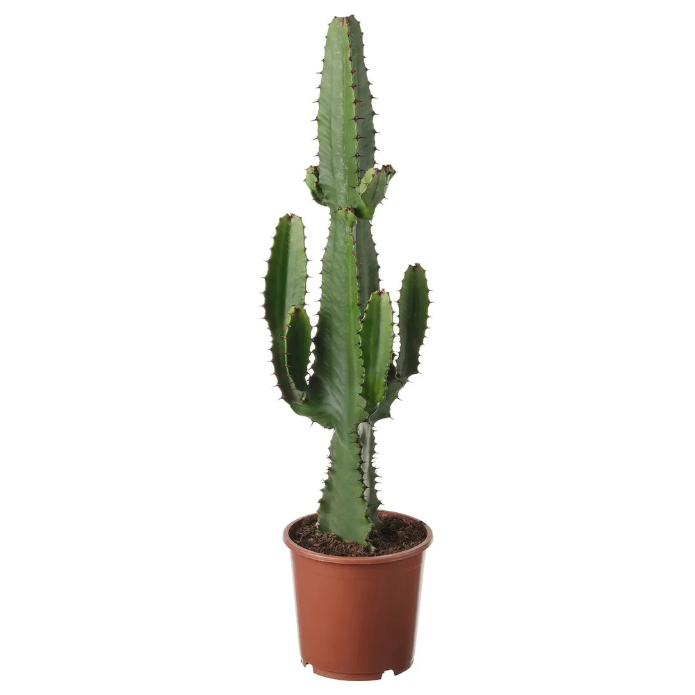EUPHORBIA ACRURENSIS Горшечное растение, пустынная свеча, 17 см