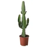 EUPHORBIA ACRURENSIS Горшечное растение, пустынная свеча, 17 см — фото 1
