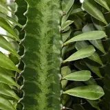 EUPHORBIA ACRURENSIS Горшечное растение, пустынная свеча, 17 см — фото 3