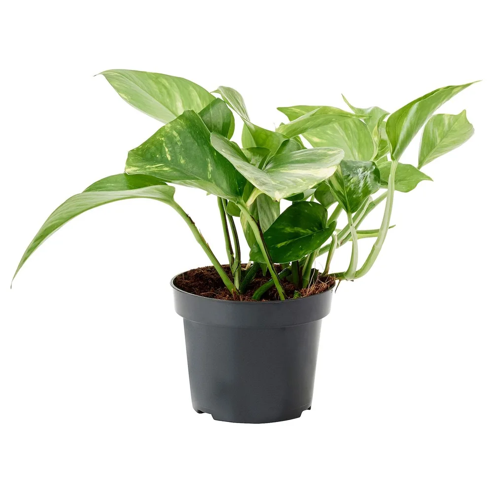 EPIPREMNUM Горшечное растение, Эпипремнум золотистый, 12 см