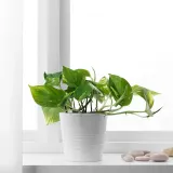EPIPREMNUM Горшечное растение, Эпипремнум золотистый, 12 см — фото 2